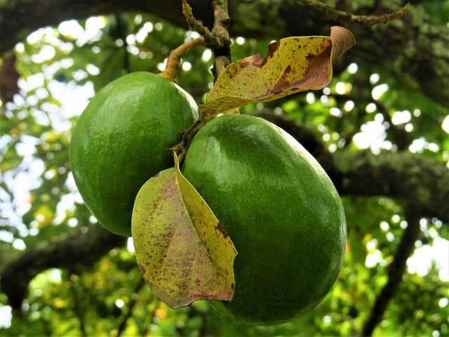 How to Care for an Avocado Tree